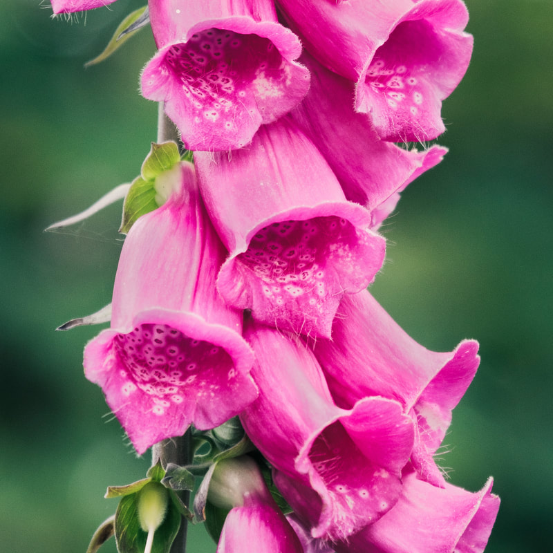Close up of the bell-shaped flowers of a foxglove | Moidart Scotland | Steven Marshall Photography