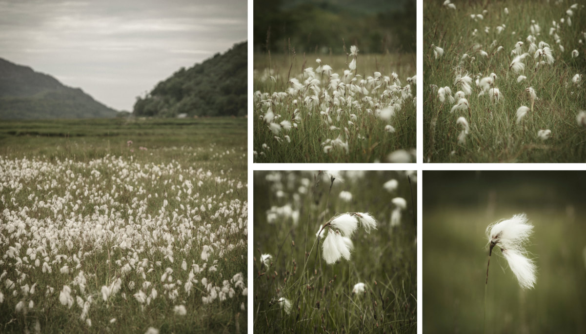 Cottongrass or Bog Cotton in the salt marsh at Ardmolich, Kinlochmoidart | Moidart Scotland | Steven Marshall Photography