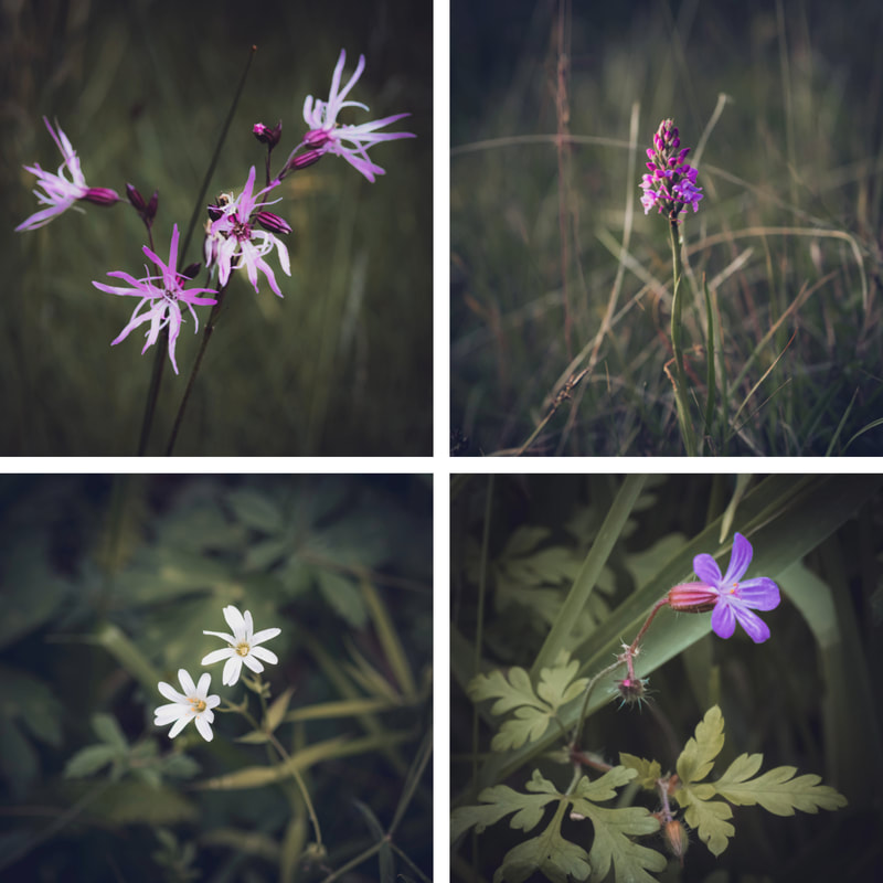 Wildflowers in the woods near Salen. Ragged Robin, Marsh Orchid, Starwort and Herb Robert | Ardnamurchan, Scotland | Steven Marshall Photography