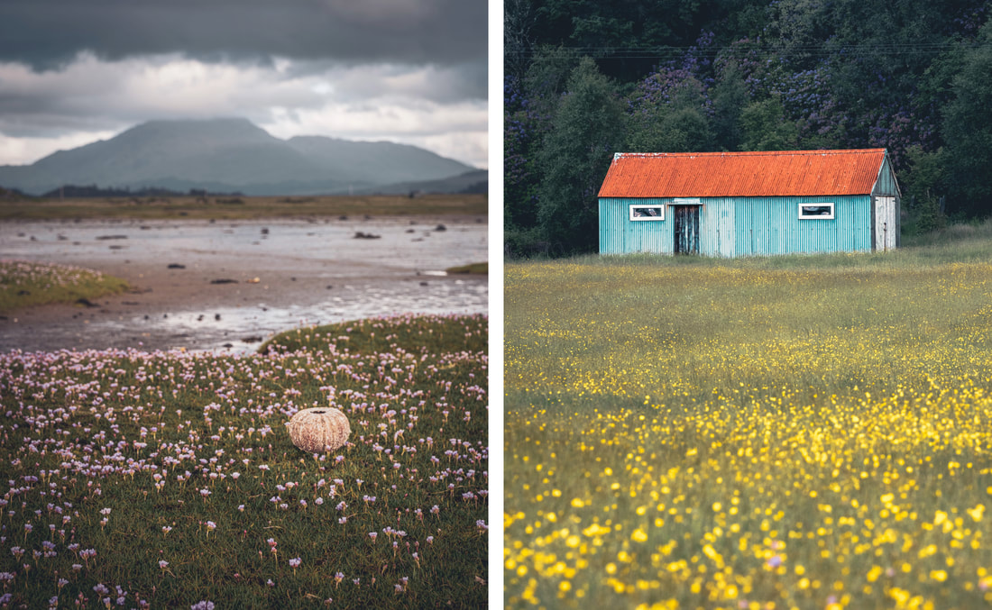 Ben Resipole from Kentra Bay with a sea urchin shell in sea thrift and a colourful tin shed in a field of buttercups | Ardnamurchan, Scotland | Steven Marshall Photography