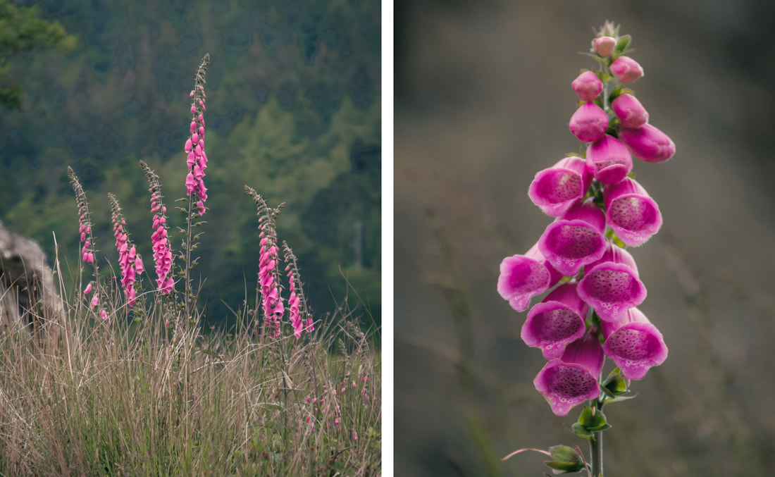 Clouse up of the purple spires of foxgloves found at Castle Tioram | Moidart Scotland | Steven Marshall Photography