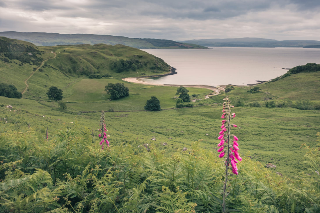 Foxgloves among on a cloudy day at Camas nan Geall, Ardslignish | Ardnamurchan Scotland | Steven Marshall Photography